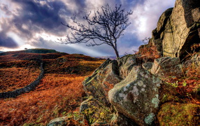 Дерево в камнях