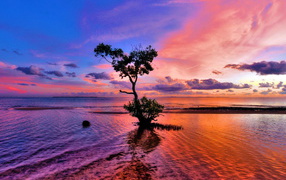 Дерево на мелководье