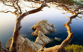 Дерево на обрыве