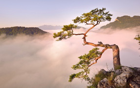 Дерево на обрыве