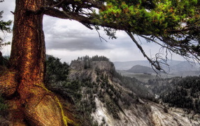 Деревья на склоне