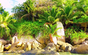 Природа тропиков