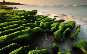 Водопосли на камнях