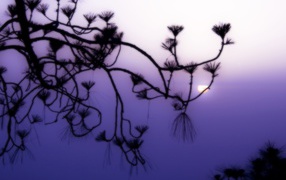 Фиолетовое небо