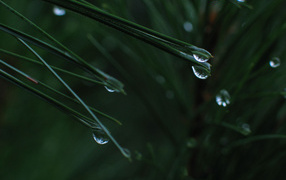 После дождя