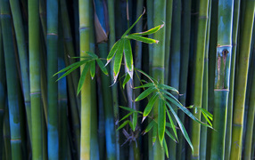 Листья бамбука