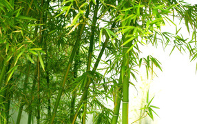 Bamboo Theme