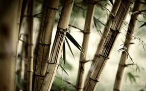 Bamboo thicket
