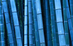 Blue bamboo