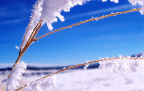 Ветка в инее