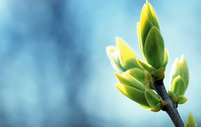 Ветка с листочками