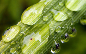 Пузыри на стебле