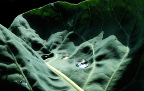 Капустный лист