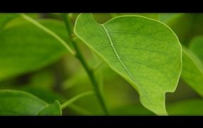 Китайское масло