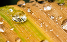 Чистые капельки