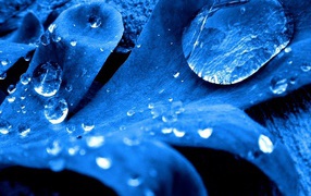 Синий листок