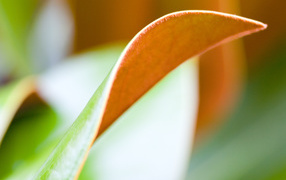 Двойной лист