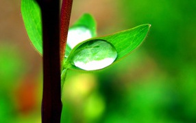 Капля на маленьком листке