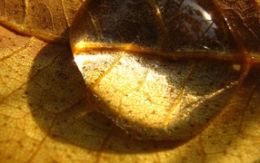 Капелька на сухом листе