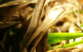 Сухие листья