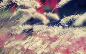 Сухие стебли