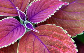 Немного фиолетовых листьев
