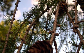 Моменты ели