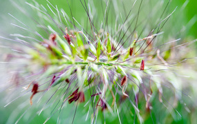 Цветок с шипами