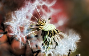 Облетевший одуванчик
