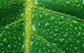 Новый зеленый цвет