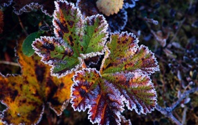 Frost on leaves