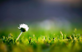 Grass and a lone flower