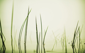 Травинки в воде