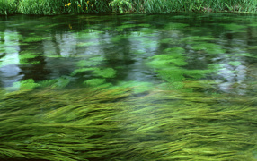 Зеленая речка