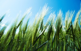 Зеленые колоски