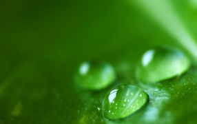 Зеленая роса