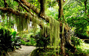 Зеленый лес