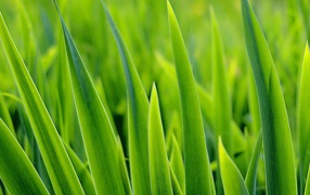 Зеленые травинки