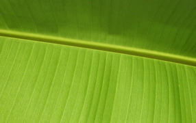 Зеленый листочек