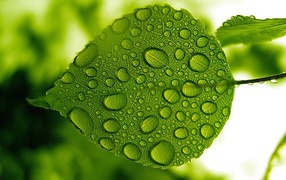 Зеленый лист