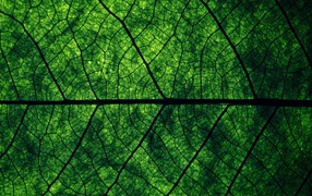 Зеленый лист Макро фото