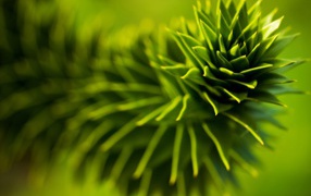 Зеленое растение