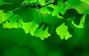 Зеленая тень