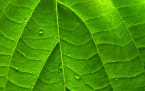 Зеленый яркий лист