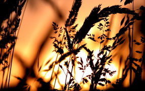 Сено в свете заката