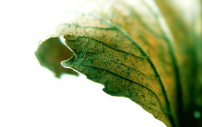 Листик крупным планом