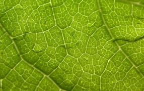 Волны листа