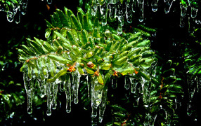 Листья покрытые льдом