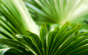 Листья зелени