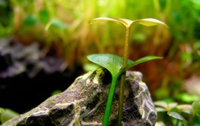 Два расточка